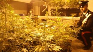 Una serra di marijuana sequestrata qualche mese fa a Bellusco