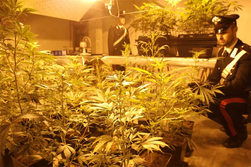 Una serra di marijuana sequestrata qualche mese fa a Bellusco