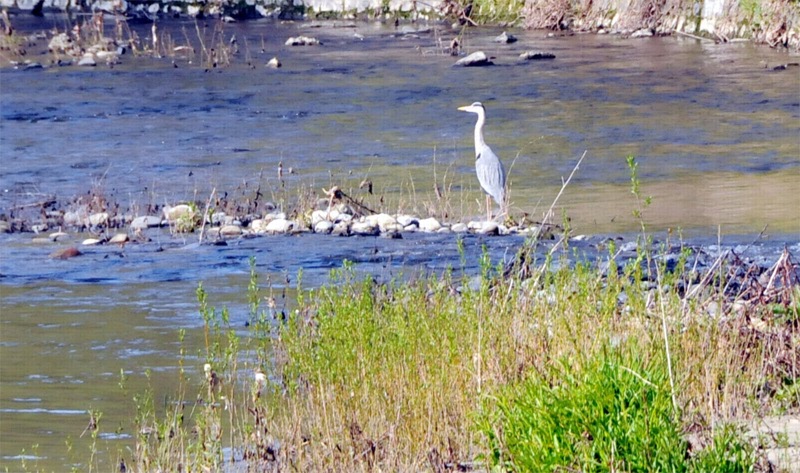 Una veduta del fiume nel Parco Valle Lambro