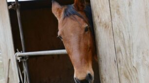 Un cavallo per strada, momenti di panico a Brugherio