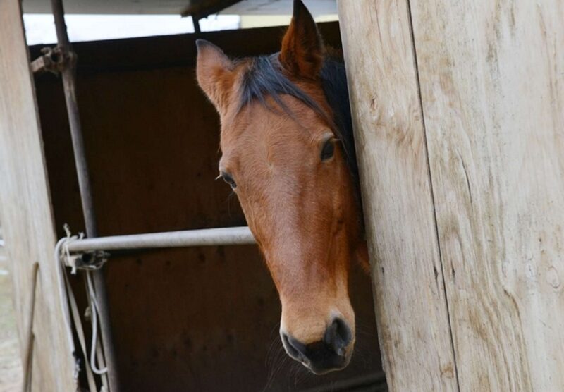 Un cavallo per strada, momenti di panico a Brugherio