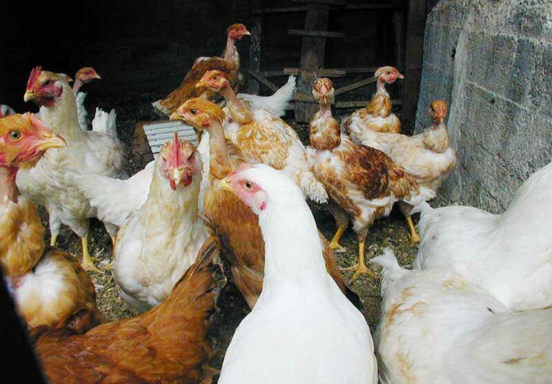 Dall’Asl di Monza Brianza linee guida sugli allevamenti di galline per contrastare il fenomeno delle uova alla diossina
