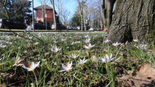 Monza, la fioritura del Crocus ai Boschetti reali: è un fiore raro in città