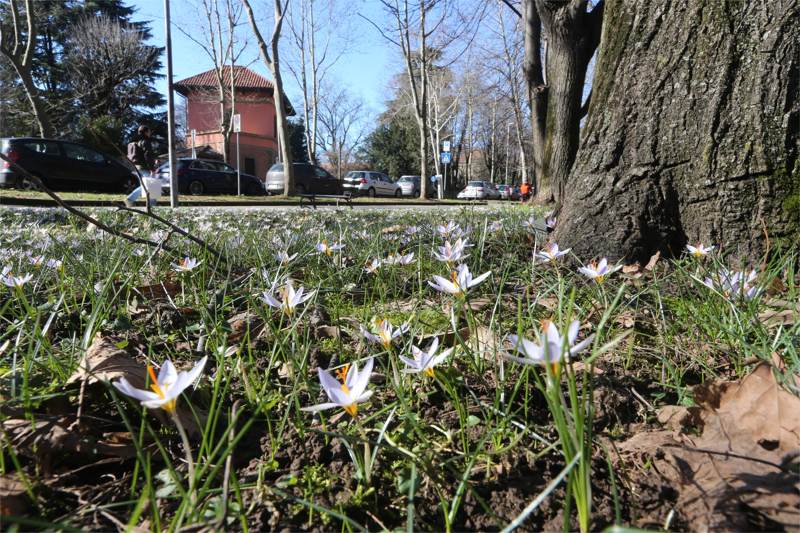 Monza, la fioritura del Crocus ai Boschetti reali: è un fiore raro in città