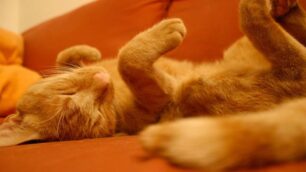 Sabato 22 febbraio in piazza a Monza c’è la Festa del gatto
