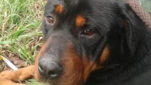 Il rottweiler recuperato sulla Milano Meda