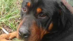 Il rottweiler recuperato sulla Milano Meda