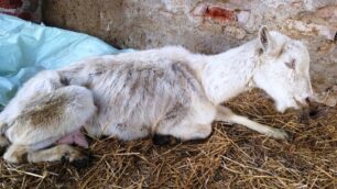 Monza, l'Enpa ha trovato una capra denutrita e gravemente malata alla Cascinazza: l'animale è stato sequestrato, il pastore (già noto alle autorità) è stato denunciato