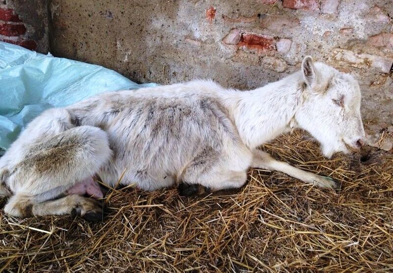 Monza, l'Enpa ha trovato una capra denutrita e gravemente malata alla Cascinazza: l'animale è stato sequestrato, il pastore (già noto alle autorità) è stato denunciato