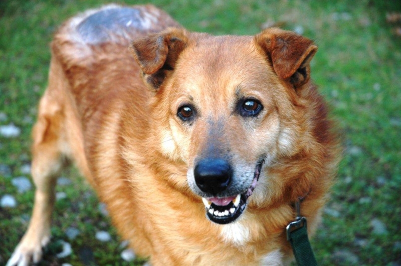 Albi, un cane da adottare