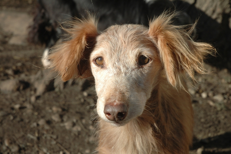 Eolo e le sue orecchie, cane da adottare