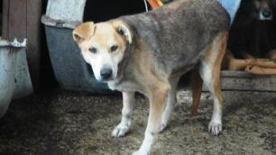 Lunetta, cane da adottare: è arrivata a Monza dal canile di Trani