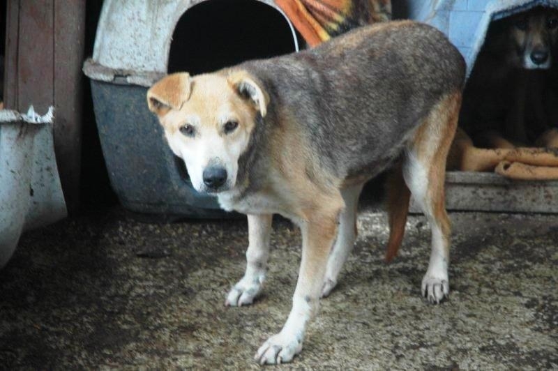 Lunetta, cane da adottare: è arrivata a Monza dal canile di Trani