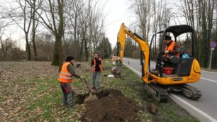 Monza, piantumazione dei nuovi platani al parco