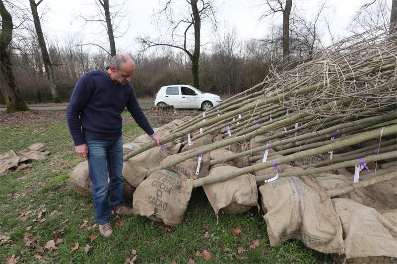 Monza, piantumazione dei nuovi platani nel parco