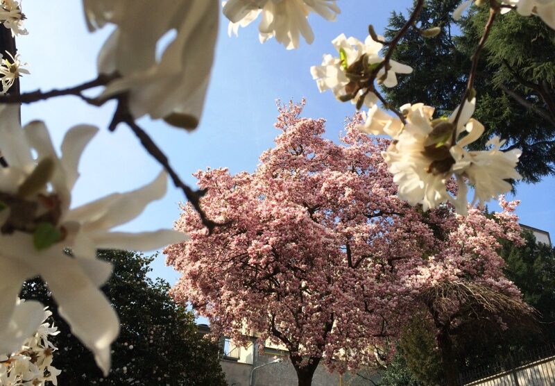 Monza, alberi in fiore a marzo: un antipasto di primavera