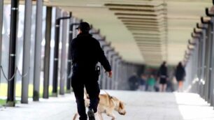 Controlli dei carabinieri nelle scuole coi cani antidroga