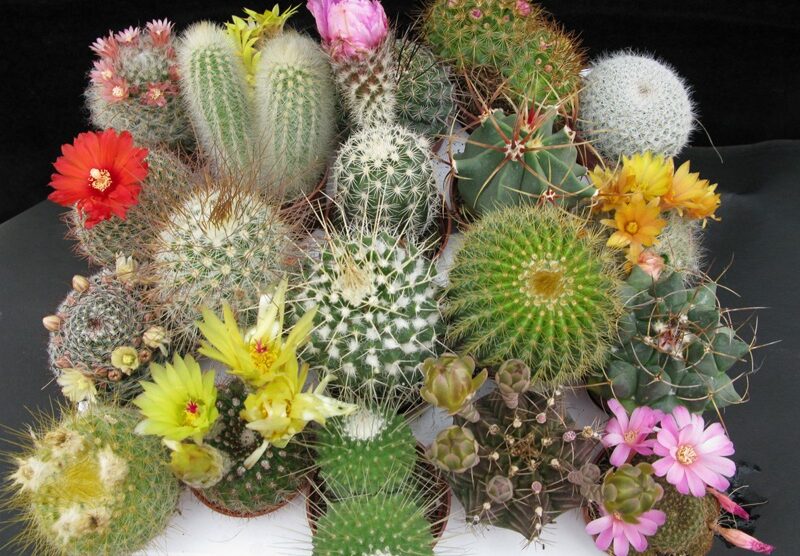 Cactus rubati allo Steflor