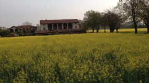 La colza in fiore tra viale Sicilia e via Magenta