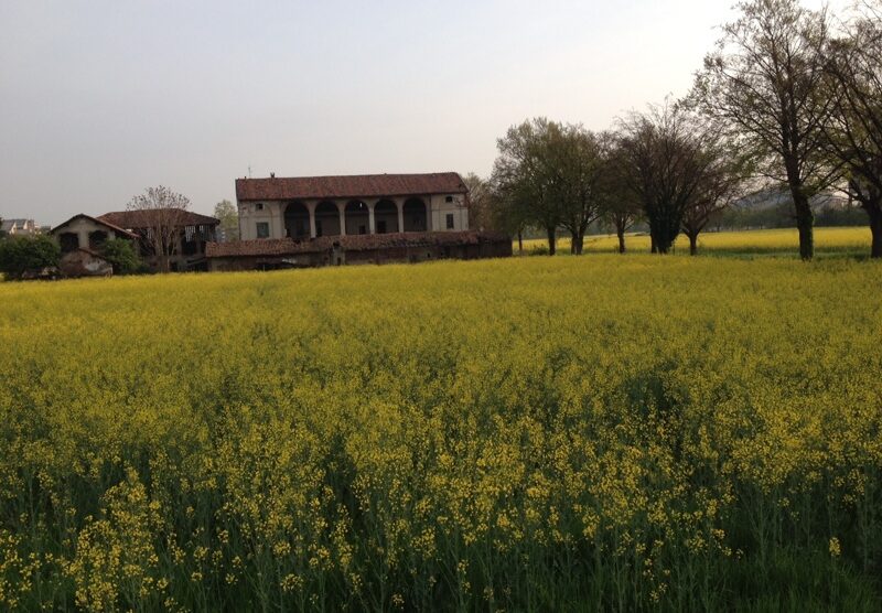 La colza in fiore tra viale Sicilia e via Magenta