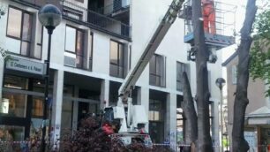Le operazioni per il taglio dei due alberi in piazza Centemero e Paleari a Monza