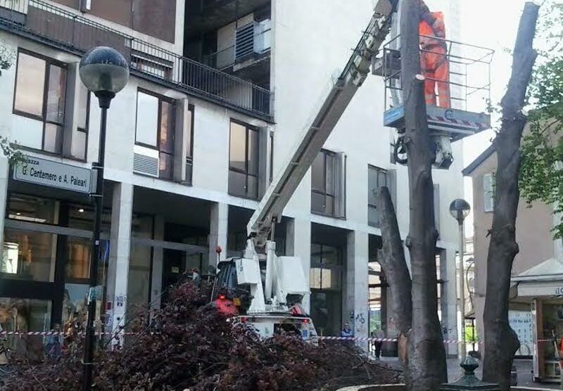 Le operazioni per il taglio dei due alberi in piazza Centemero e Paleari a Monza
