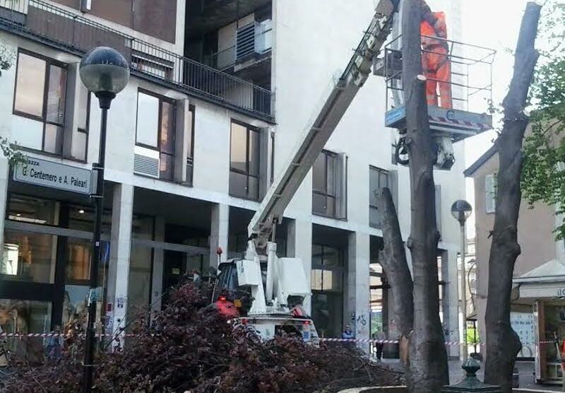 Le operazioni per il taglio dei due alberi in piazza Centemero e Paleari a Monza