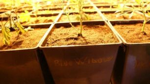 Una piantagione di marijuana in casa