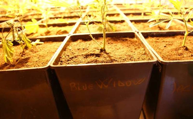 Una piantagione di marijuana in casa