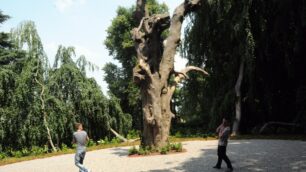 L’antico e il nuovo faggio in Villa Filippini