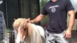 Il pony Cinzia con il volontario dell’Enpa di Monza