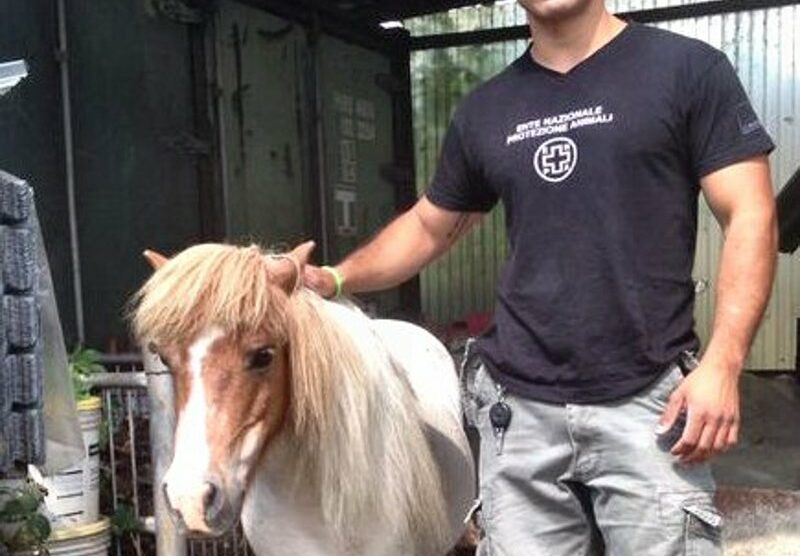 Il pony Cinzia con il volontario dell’Enpa di Monza