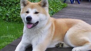 Un cane di razza Akita, da qui il nome del locale concorezzese.