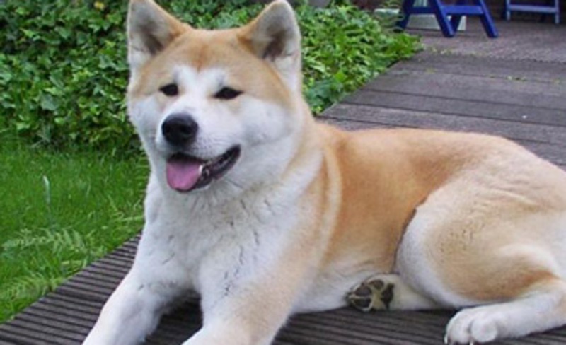 Un cane di razza Akita, da qui il nome del locale concorezzese.