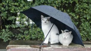 Luglio sotto la pioggia, agosto, chissà