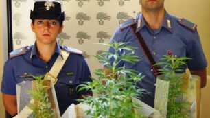 I carabinieri con le piante di marijuana trovate sul balcone di una coppia a Monza