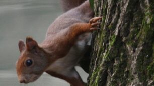 Uno scoiattolo rosso del parco di Monza