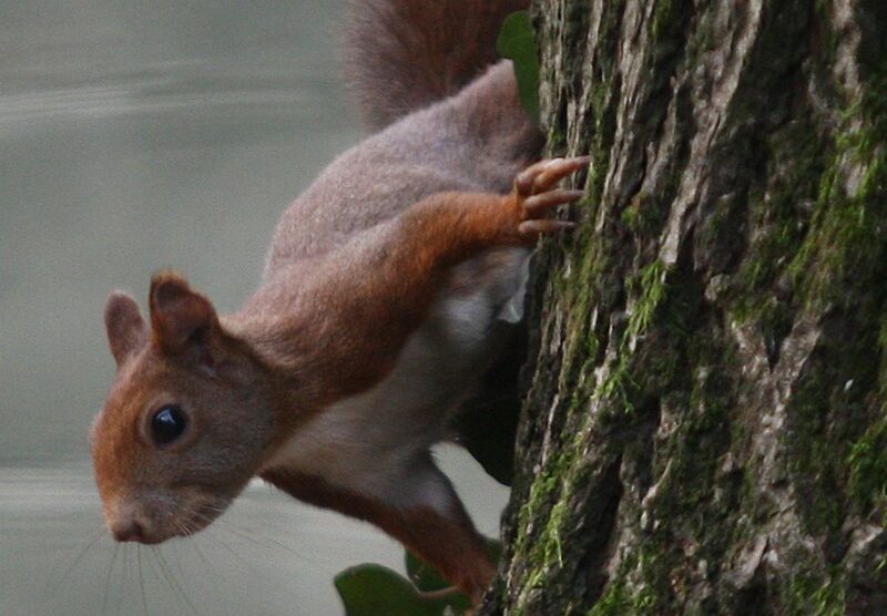 Uno scoiattolo rosso del parco di Monza