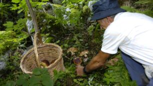 In cerca di porcini in un bosco della Valtellina