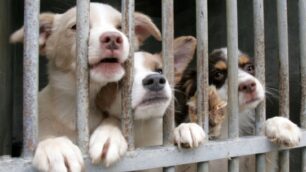 Alcuni cuccioli nel canile di Monza, foto di repertorio.