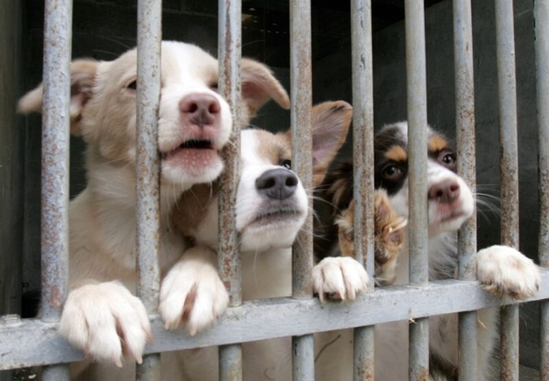 Alcuni cuccioli nel canile di Monza, foto di repertorio.