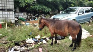 Il pony Castagna in mezzo ai rifiuti