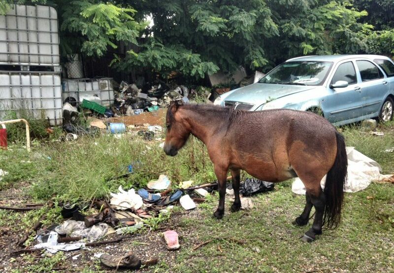 Il pony Castagna in mezzo ai rifiuti