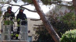 Vigili del fuoco in azione per la messa in sicurezza del pino marittimo pericolante in via del Carroccio, angolo via Volturno a Lissone.
