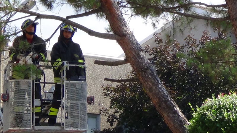 Vigili del fuoco in azione per la messa in sicurezza del pino marittimo pericolante in via del Carroccio, angolo via Volturno a Lissone.