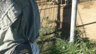 La tigre prelevata dagli agenti della polizia brianzola