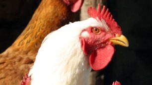 Tre galline sono state trovate morte dopo avere ingerito spilli
