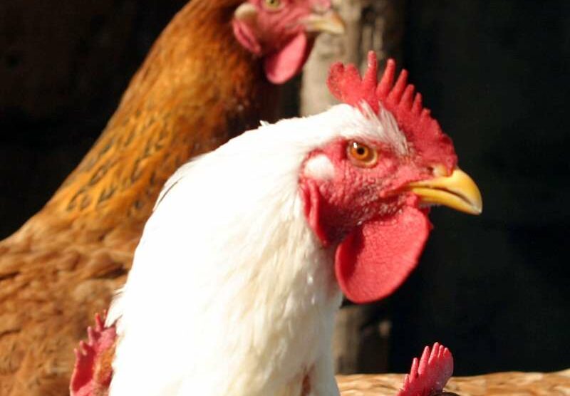 Tre galline sono state trovate morte dopo avere ingerito spilli