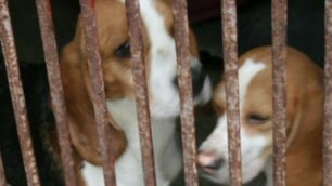 Enpa Monza, 19 beagle salvati da un laboratorio cercano famiglia