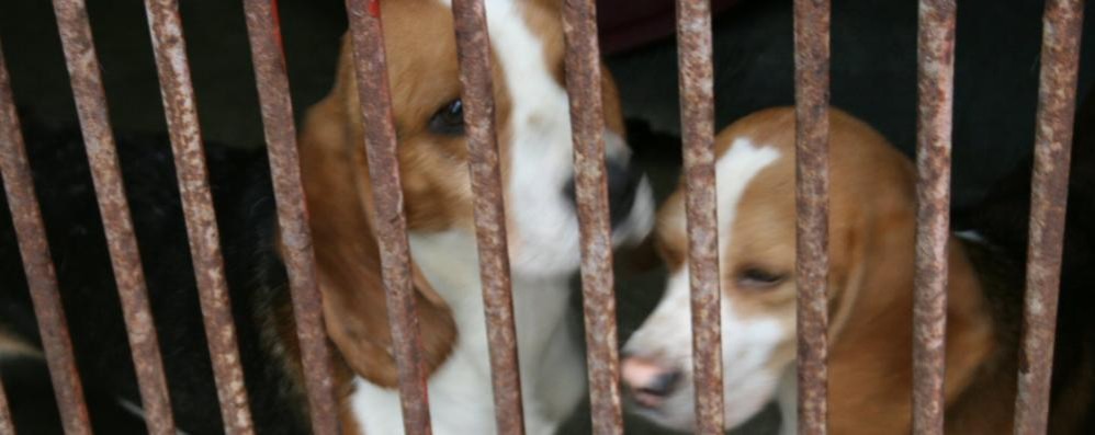 Enpa Monza, 19 beagle salvati da un laboratorio cercano famiglia